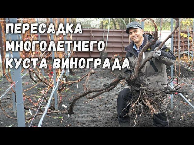 Пересадка многолетнего куста винограда