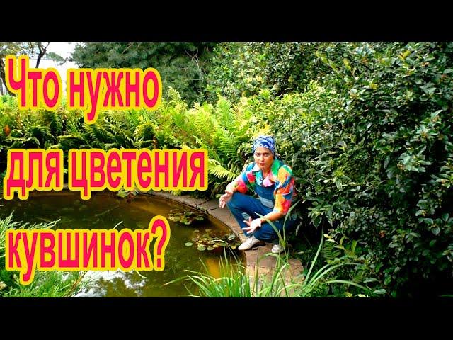 Чем подкормить кувшинку?