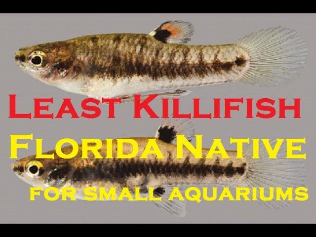 Least Killifish (Heterandria formosa) World's smallest livebearer Florida native for small aquariums