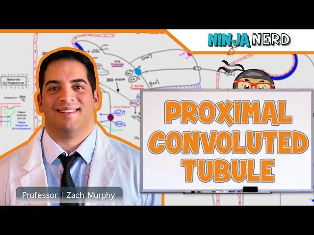 Renal | Proximal Convoluted Tubule