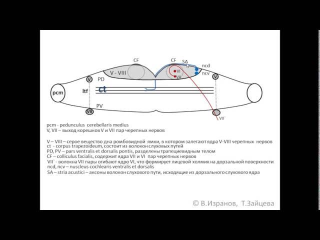 Metencephalon. Pons.