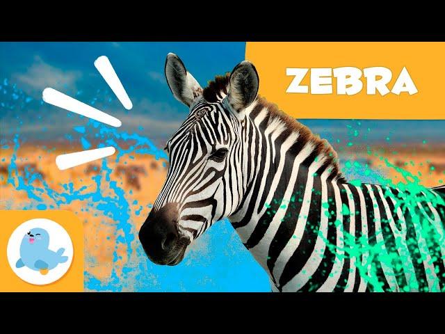 ZEBRAS  Animals for Kids  Episode 16