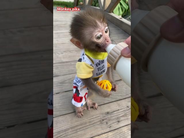 #monkey #animals #monkeybaby #monkeypika #babycute #cutebaby #animal #baby #monkeys #asmr