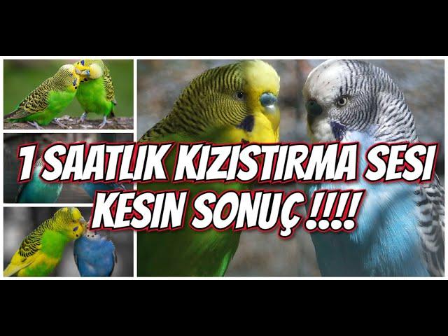 MUHABBET KUŞU KIZIŞTIRMA ve KUR YAPMA SESLERİ (1 SAAT) KESİN SONUÇ !