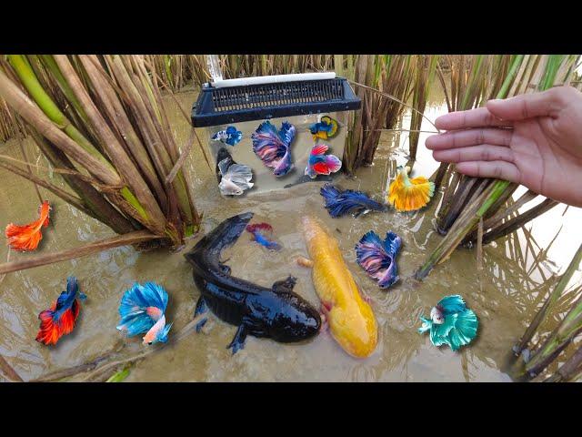 Found Dinosaur Fish Found And Catch Gecko Fish And Alot Betta Fish In The Rice Field In New Summer