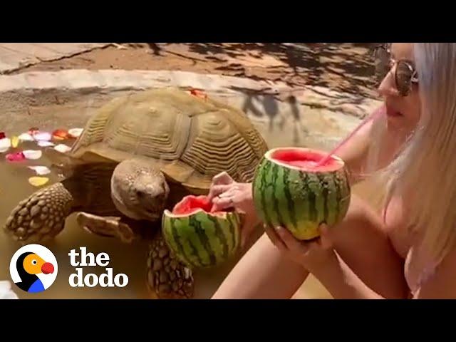 175 Pound Tortoise Is The King Of His Household | The Dodo