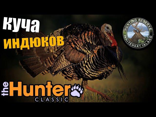 The hunter classic очень крутое видео охота на индюка из засидки