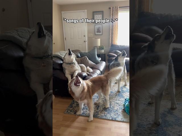 Fark OFF Karen, make up your mind  #shorts #shortsvideo #husky #howlingdog #funnydog #dogs #howl