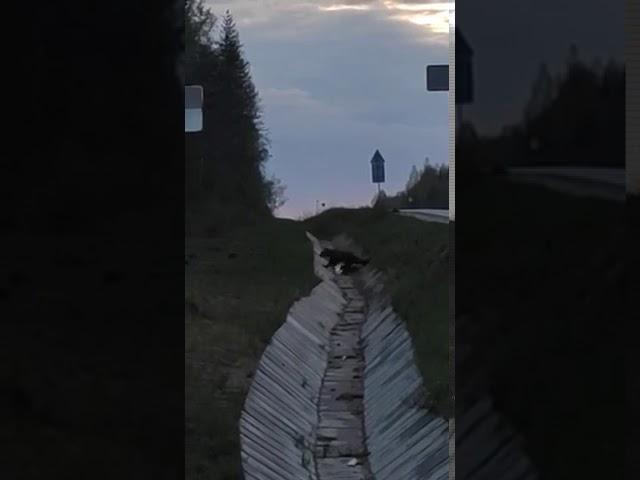 В Койгородском районе медвежья семья вышла к людям