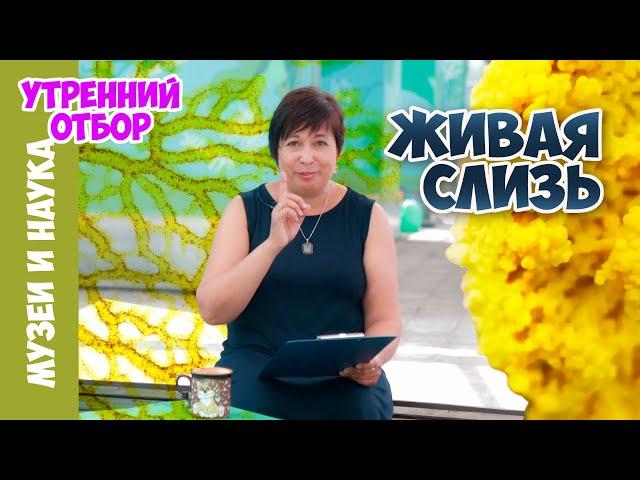 Умная слизь живет рядом с нами!!!