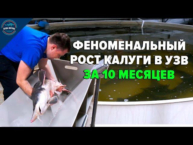 Рост калуги в узв за 10 месяцев. Удивительные показатели