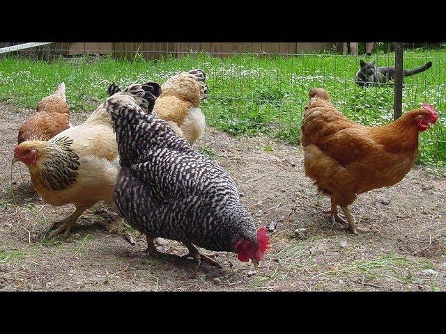 Chickens pecking eggs, what to do?