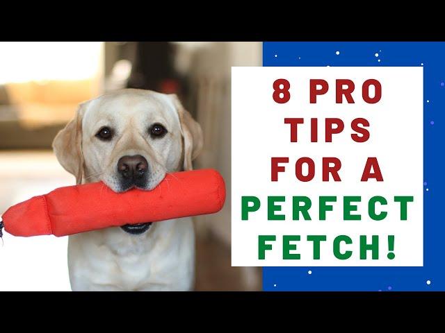 How To Train ANY dog to Fetch PERFECTLY!! (Part II)