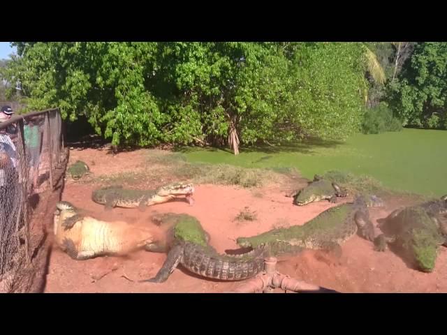 Crocodile bites foot off another crocodile