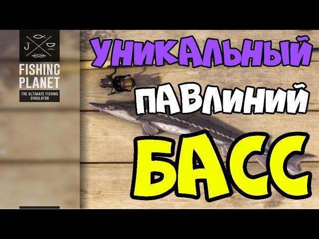 Fishing Planet прохождение | Уникальный Павлиний Басс | Флорида, Эверглейдс