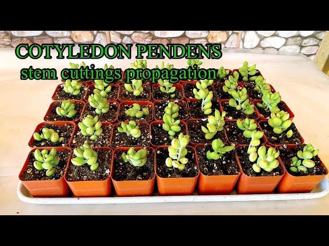 HOW TO PROPAGATE COTYLEDON PENDENS VIA STEM CUTTINGS WITH GOOD TIPS AND BEST CARE