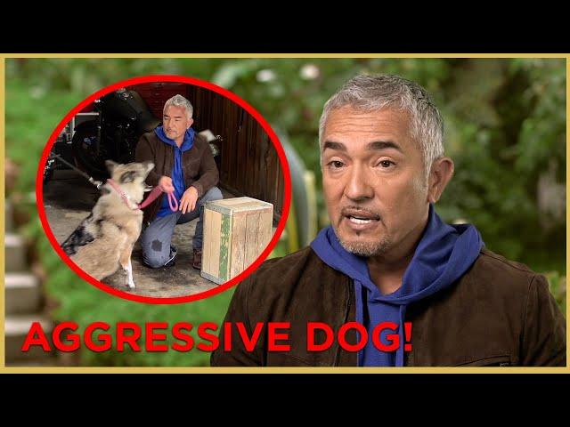 AN AGGRESSIVE GERMAN SHEPHERD BIT ME! | Cesar 911