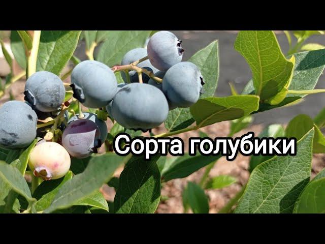 Созревание голубики Сорта и сроки