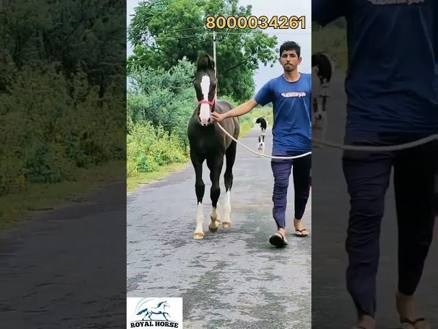 colt for sale (8000034261) marwari horse for sale