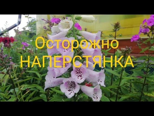 Осторожно наперстянка!!!