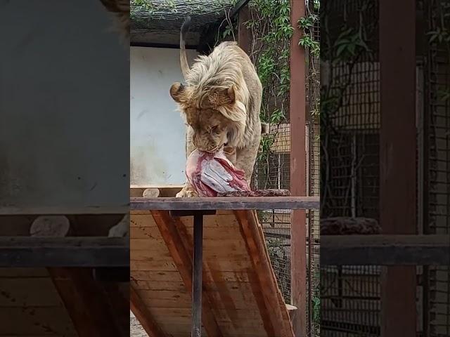 ШЕРХАН - хвастунишка. #шерхан_тайган #шерхан #лев #lion #зоопарк #zoo #юмор #shortvideo