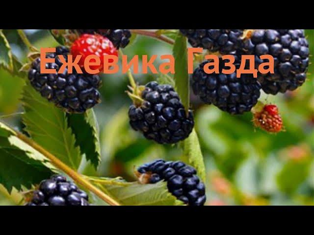 Ежевика обыкновенная Газда (ezhevika-gazda)  ежевика Газда обзор: как сажать саженцы ежевики Газда