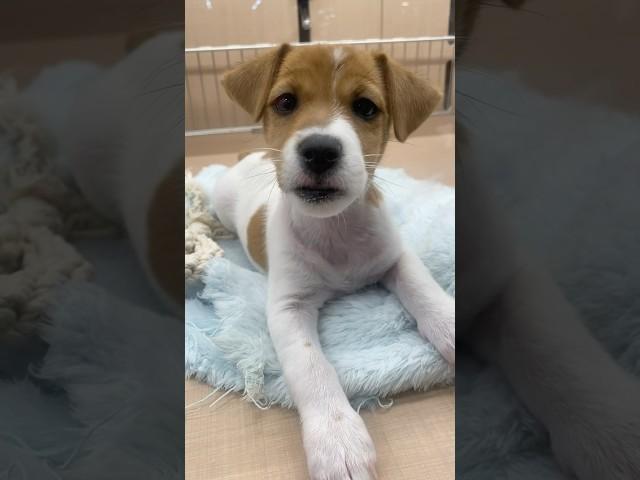 Jack Russell puppy , Japan 