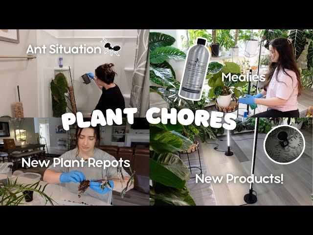 Plant Chores | Ant Infested Moss Poles, New Products & Plant Repots! 