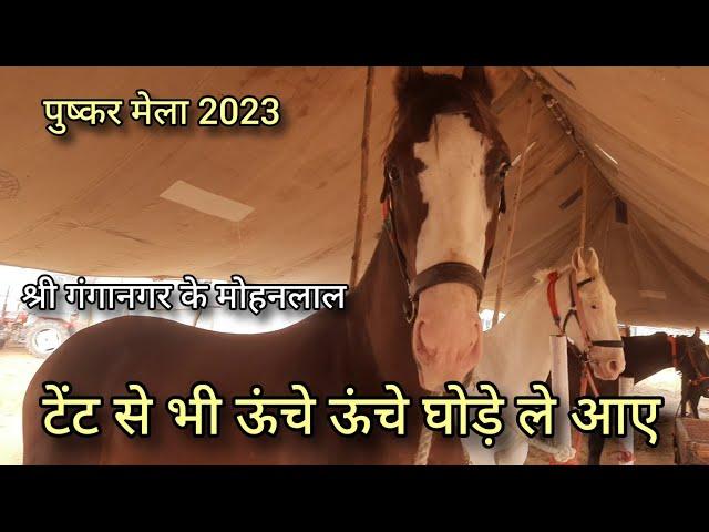 श्रीगंगानगर के लाइन वाले घोड़े | best marwadi horse | pushkar horse mela 2023 | marwadi horse mandi