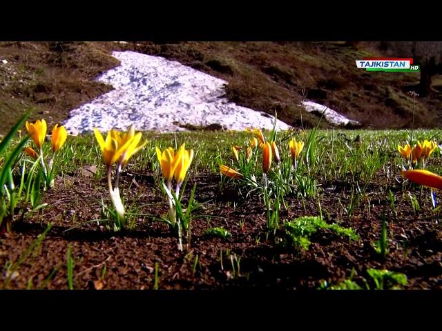 Навруз 2019: Баҳори Тоҷикистон / Март 2019 / spring in tajikistan