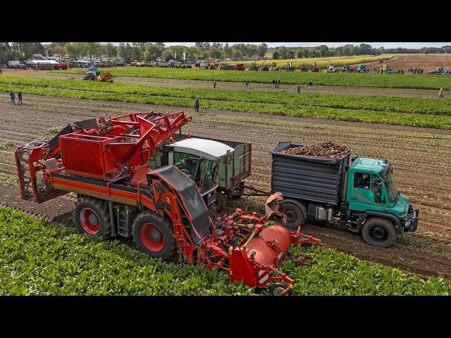 Youngtimer Field day | Maize & beet harvest, tillage | 60s/70s/80s/90s/00s classics!