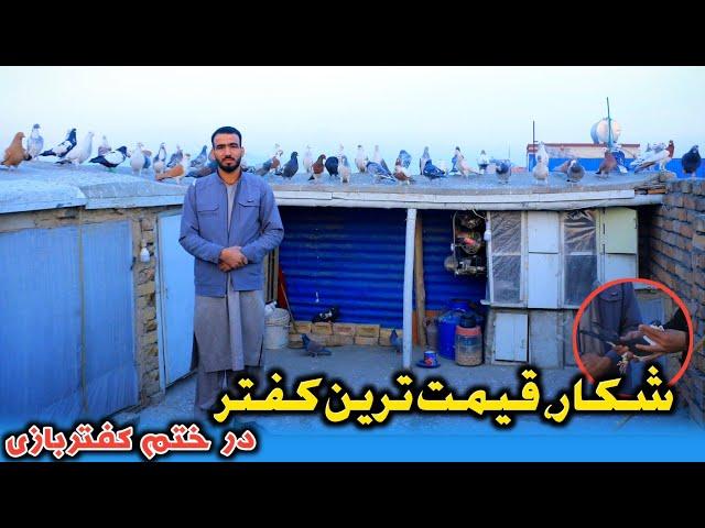 باخت 30 کفتر در یک روز|شکار جانانه، در ختم کفتربازی|شوق با کمیل جان در وزیر آباد|High-flyer Pigeons