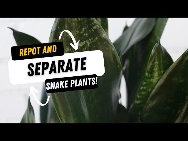 How to REPOT and SEPARATE your SNAKEPLANT