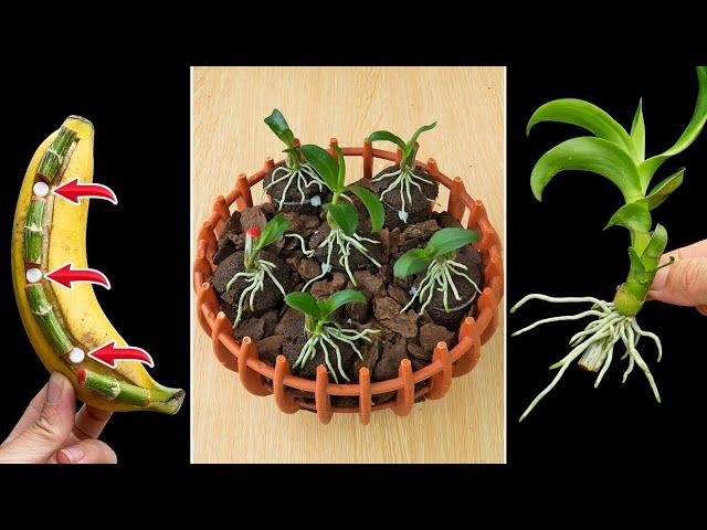 Miracle of this pill, Helps you propagate all kinds of orchids easily