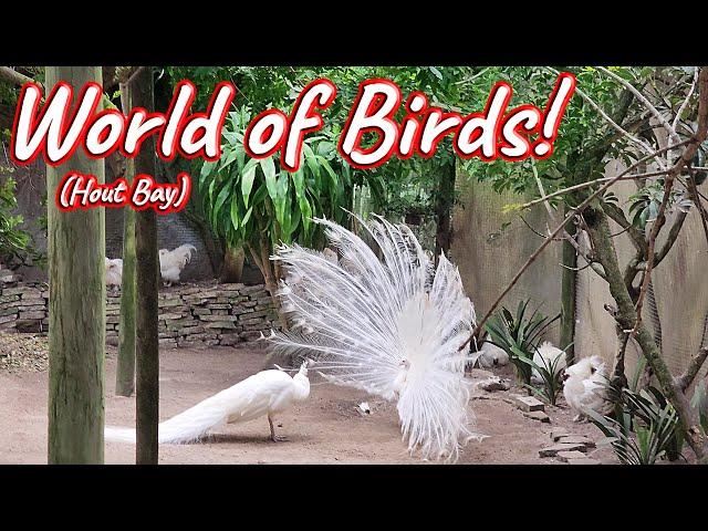 World of Birds, Hout Bay! S1 – Ep 526