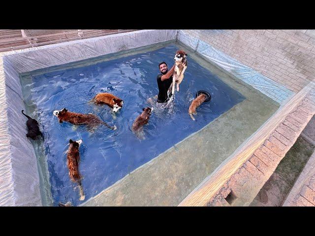 Dogs Swimming Pool Party 