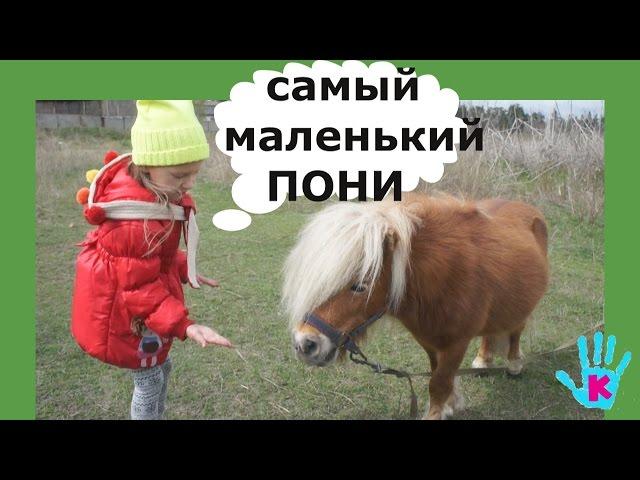  БЕЛОГРИВЫЕ ЛОШАДКИ пони-клуб Кентаврик /The smallest ponies in the pony club