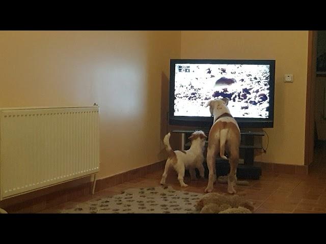 Jack russell terrier watching tv