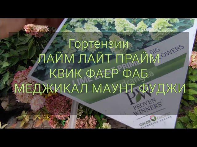 Гортензии Лайм Лайт прайм, Квик фаер фаб, Меджикал маунт Фуджи, Литл Лайм Панч 