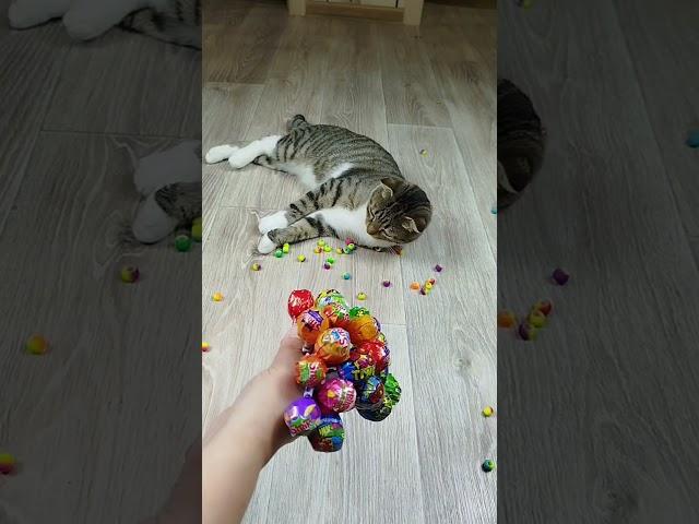 Cat Barsik  ⭕ Beads  Funny Cat Vasj Reverse Video Marbles