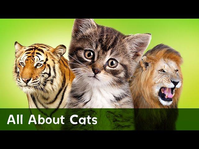 All About Cats