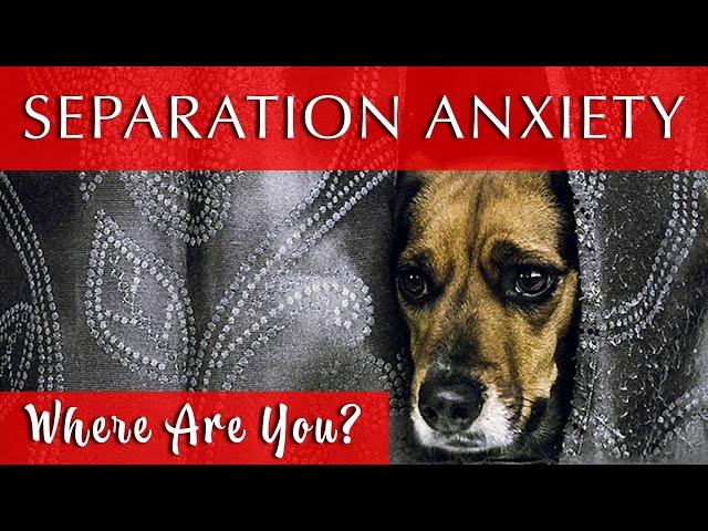 Relaxing Music for Dogs with Separation Anxiety | WOW!