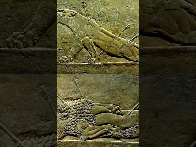 Legendary Lion Hunt of an Ancient King – Ashurbanipal’s Wild Legacy! #archaeologicalrevelations