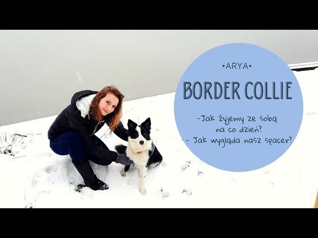 TYPOWY DZIEŃ Z BORDER COLLIE 