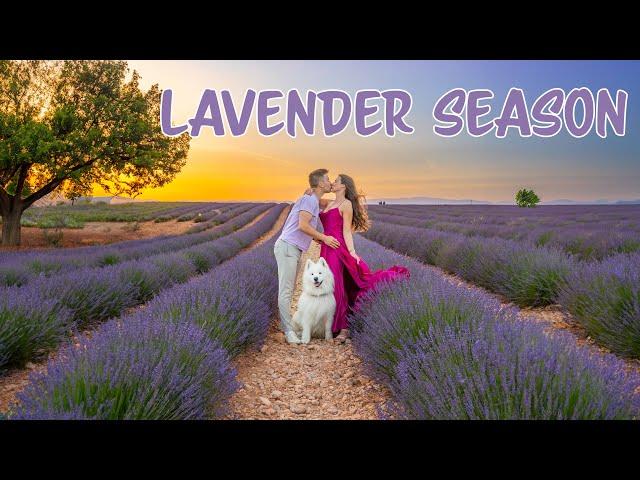 Visiting Provence during Lavender Season / Best of Provence in 1 Day