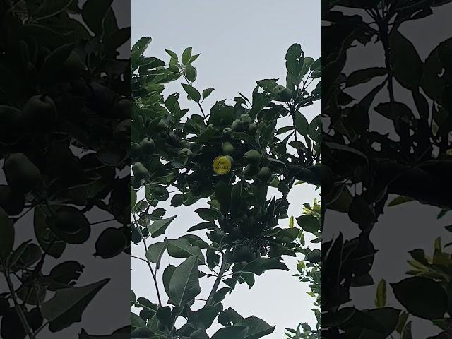 Apple Fruit Set This Year Without PGR | Peer Speaks | Must Watch