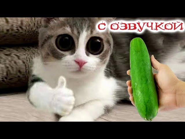 Funny Animal Videos 2023 - Funniest Dogs and Cats Videos #114