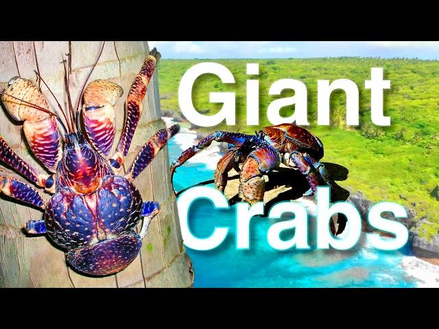 Giant coconut crabs: Niue's Uga land crabs