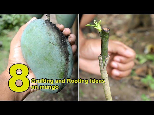 fascinating! 8 Ideas To Grafting and Rooting Mango Plant - Tree