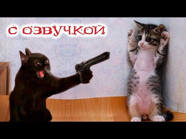 Funny Animal Videos 2023 - Funniest Dogs and Cats Videos #115